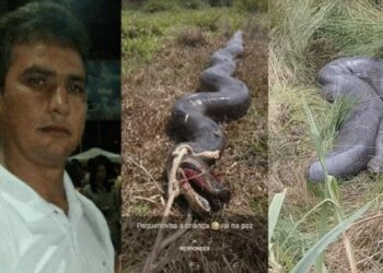Sucuri gigante encontrada morta pode ter engolido homem que desapareceu em pescaria no Acre