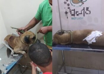 Homem quase mata o próprio cão e é preso