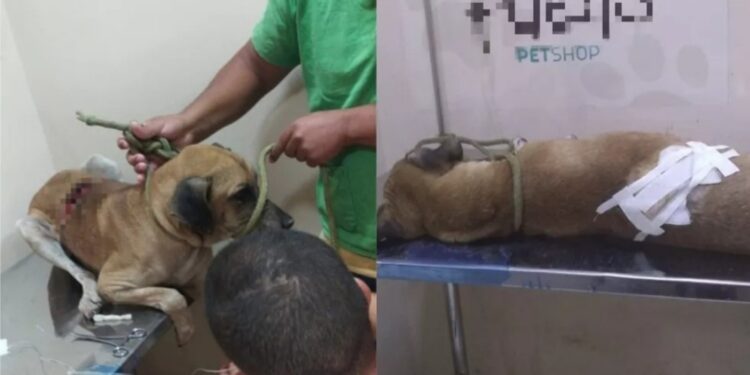 Homem quase mata o próprio cão e é preso