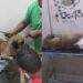 Homem quase mata o próprio cão e é preso