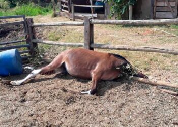 Homem estupra mula até à morte com pedaço de pau
