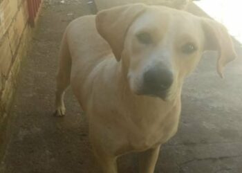 Final Feliz! Cadela estuprada por candidato a vereador ganha novo nome e lar