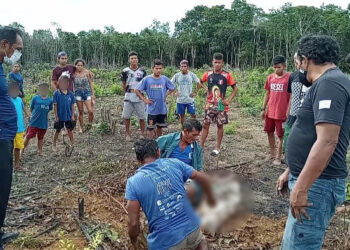 Menina de 5 anos é estuprada em comunidade indígena no AM