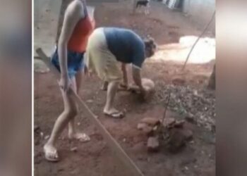 Vídeo: mulher é presa após ser filmada espancando cachorro