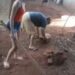 Vídeo: mulher é presa após ser filmada espancando cachorro