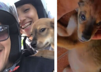 Casal viraliza após resgatar e adotar cachorro abandonado em estrada