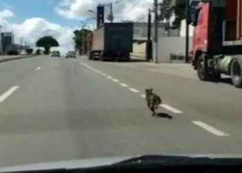 Vídeo: cadela corre desesperada atrás de carro que a abandonou no meio da rua