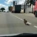 Vídeo: cadela corre desesperada atrás de carro que a abandonou no meio da rua