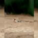 Vídeo mostra mulher sendo arrastada por enchente