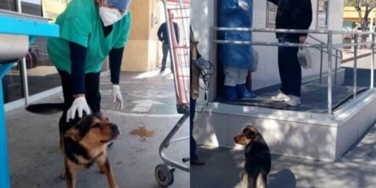 Cachorro espera na porta de hospital há um mês por dono que morreu de Covid-19