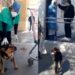 Cachorro espera na porta de hospital há um mês por dono que morreu de Covid-19