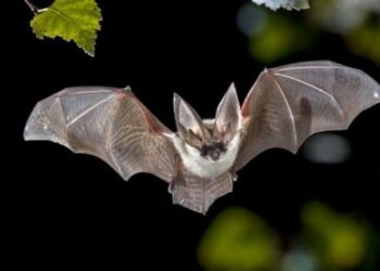 Cientistas encontram novas evidências sobre origem do coronavírus nos morcegos
