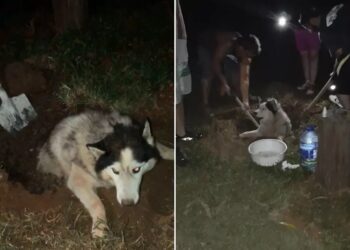 Cão de raça furtado de sítio é encontrado parcialmente enterrado vivo
