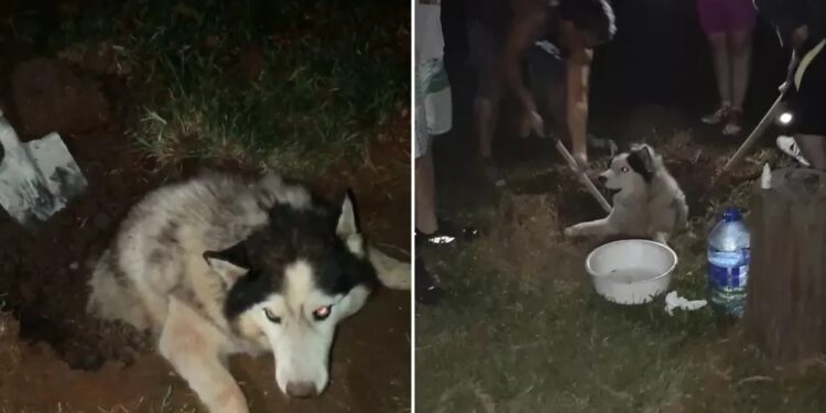 Cão de raça furtado de sítio é encontrado parcialmente enterrado vivo