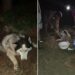 Cão de raça furtado de sítio é encontrado parcialmente enterrado vivo