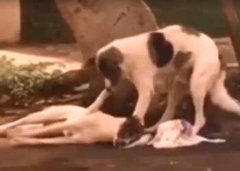 Vídeo mostra cachorro de rua cuidando de “amigo” atropelado até resgate chegar