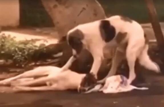 Vídeo mostra cachorro de rua cuidando de “amigo” atropelado até resgate chegar
