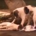 Vídeo mostra cachorro de rua cuidando de “amigo” atropelado até resgate chegar