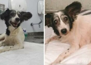 Cachorrinha volta a andar depois de ser atropelada de propósito
