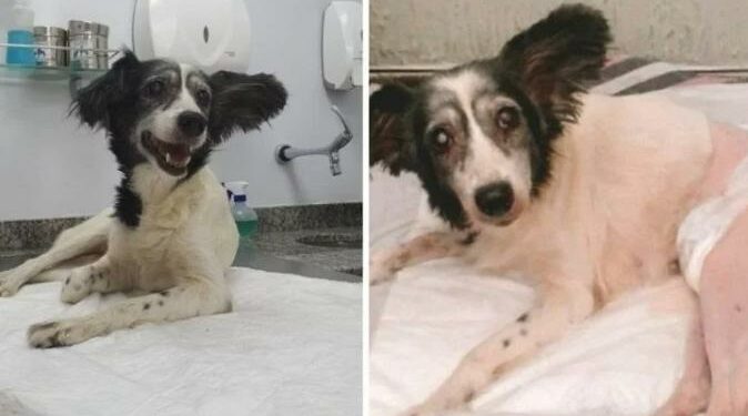 Cachorrinha volta a andar depois de ser atropelada de propósito