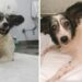 Cachorrinha volta a andar depois de ser atropelada de propósito