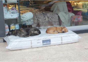 Comerciante deixa colchão na porta de sua loja para cães de rua dormirem com mais conforto