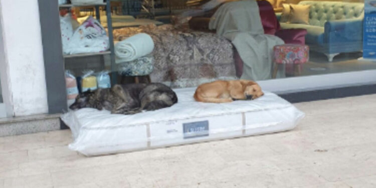 Comerciante deixa colchão na porta de sua loja para cães de rua dormirem com mais conforto