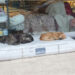 Comerciante deixa colchão na porta de sua loja para cães de rua dormirem com mais conforto