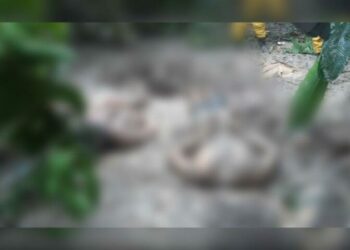 Corpos decapitados são encontrados com mãos e pés amarrados em área de mata no Japiim