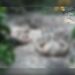 Corpos decapitados são encontrados com mãos e pés amarrados em área de mata no Japiim