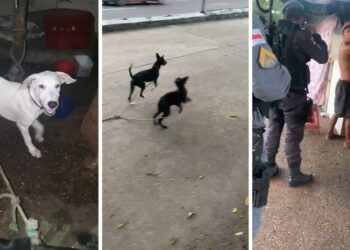 Dupla é presa suspeita de comer gatos e cachorros em Manaus