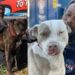 Sem-teto que salvou 16 animais de incêndio ganha uma casa e emprego
