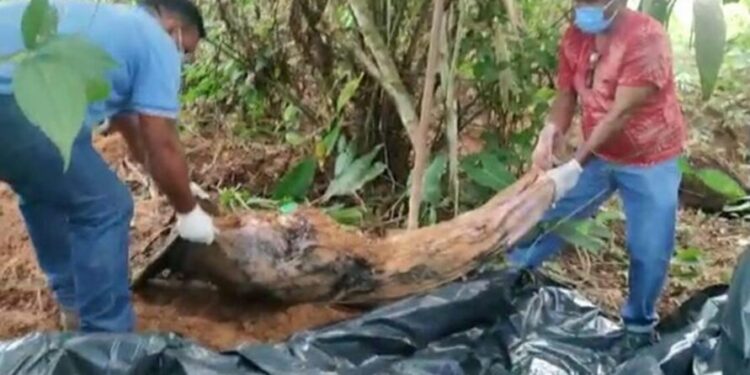 Caseiro mata esposa, enterra no quintal e diz que ela morreu de covid-19