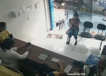 Cachorro com tumor entra sozinho em clínica e é salvo por veterinária; assista o vídeo