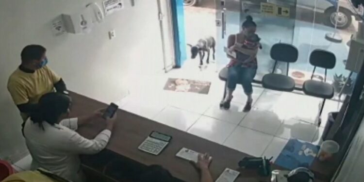 Cachorro com tumor entra sozinho em clínica e é salvo por veterinária; assista o vídeo
