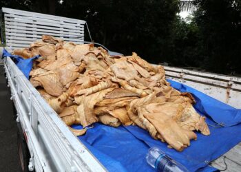 Fundo Manaus Solidária realiza doação de pescado a OSCs