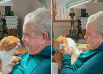 Amor verdadeiro! Gato se recusa a sair de perto do seu ‘avô’, que luta contra um câncer