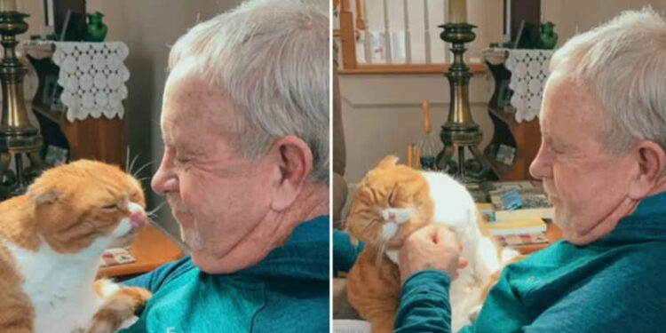 Amor verdadeiro! Gato se recusa a sair de perto do seu ‘avô’, que luta contra um câncer