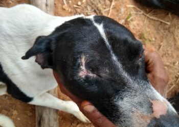 Idoso atira em cadela e deixa animal cego de um olho