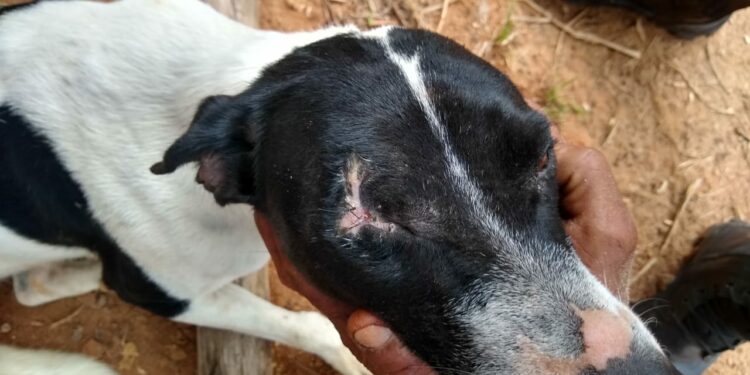 Idoso atira em cadela e deixa animal cego de um olho