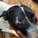 Idoso atira em cadela e deixa animal cego de um olho