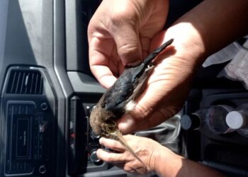 Indígena tem garganta perfurada por pássaro ao pilotar moto em estrada