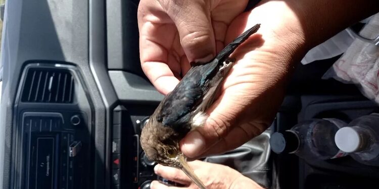 Indígena tem garganta perfurada por pássaro ao pilotar moto em estrada