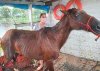 Crueldade! Cavalo é resgatado após ser amarrado para morrer afogado no interior do Amazonas