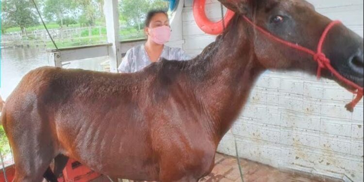 Crueldade! Cavalo é resgatado após ser amarrado para morrer afogado no interior do Amazonas