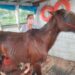 Crueldade! Cavalo é resgatado após ser amarrado para morrer afogado no interior do Amazonas