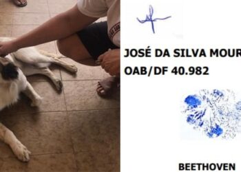 Cão ganha na Justiça direito à medida protetiva após levar tiro no olho