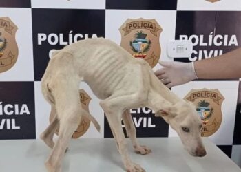 Maus tratos! Cão é resgatado com sinais de desnutrição e dona será investigada