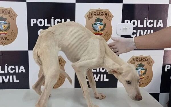 Maus tratos! Cão é resgatado com sinais de desnutrição e dona será investigada