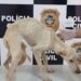 Maus tratos! Cão é resgatado com sinais de desnutrição e dona será investigada